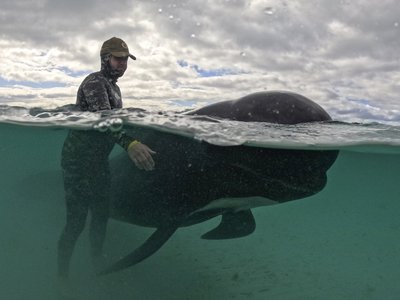 Over 100 Pilot Whales Stranded in Western Australia, Many Likely to be Euthanized