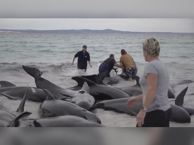 Over 100 Pilot Whales Stranded in Western Australia, Many Likely to be Euthanized