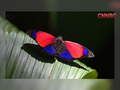Monitoring Butterfly Populations in the Amazon: A Key Indicator of Climate Change Impact