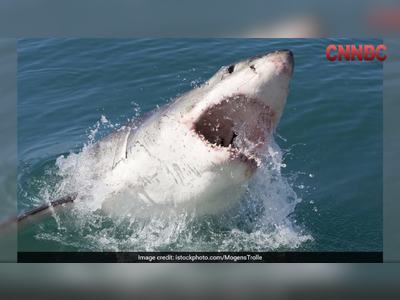 Father Saves Son from Great White Shark Attack: Bare-Handed Rescue Off the Coast of Australia